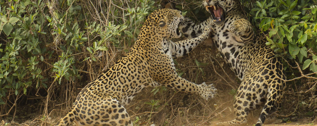 Wildlife Photographer of the Year